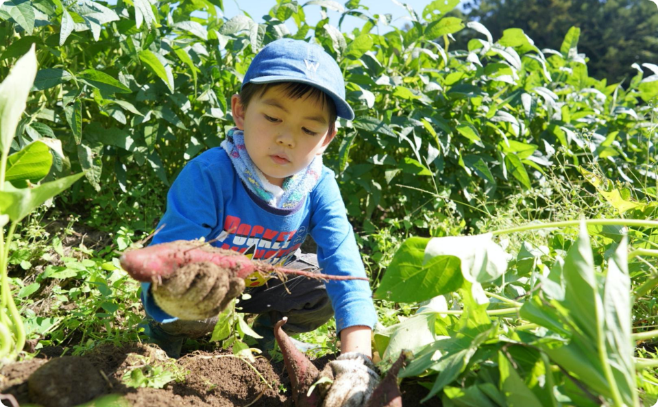 芋掘りをする男の子の写真